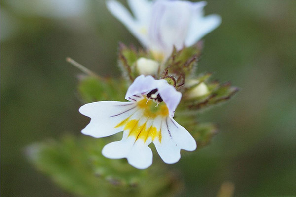 Penggunaan eyebright dalam perubatan tradisional