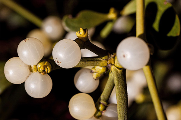 The use of white mistletoe in cosmetology