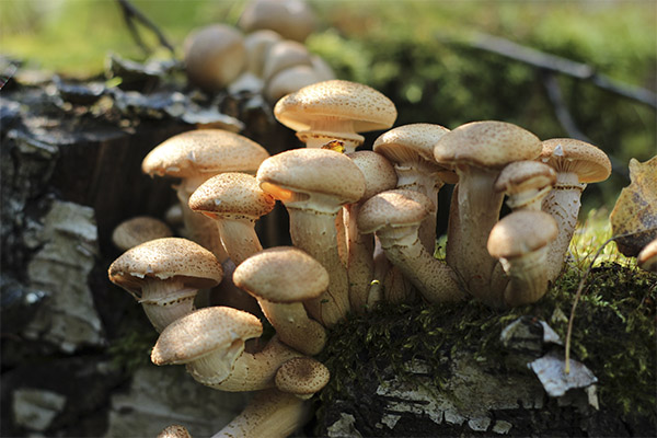 L'utilisation des champignons du miel en médecine