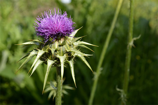 การใช้ thistle นมในเครื่องสำอางค์