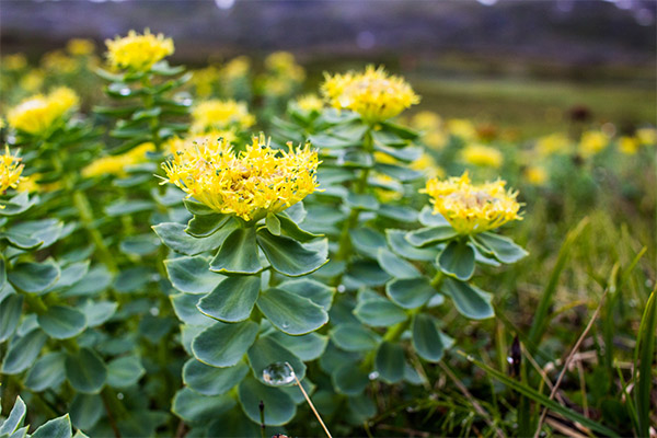 Việc sử dụng rhodiola trong thẩm mỹ