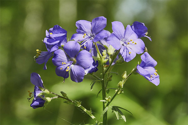 Het gebruik van cyanose blauw in cosmetica