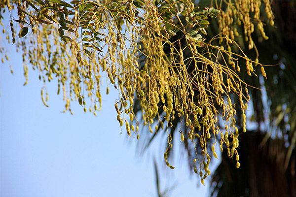 L’ús de la sophora japonesa en cosmetologia