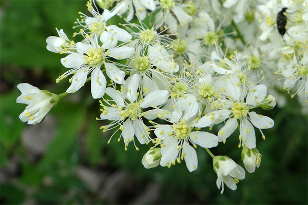 การใช้ meadowsweet ในเครื่องสำอางค์