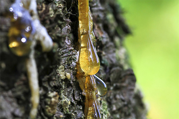 The use of pine resin in cosmetology