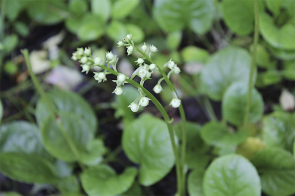 Vasta käyttöön wintergreen