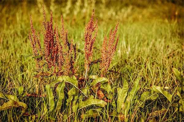 Contraindications horse sorrel