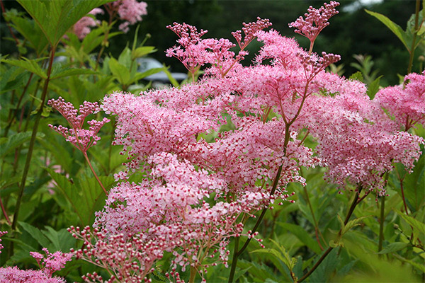 Contraindications to the use of meadowsweet