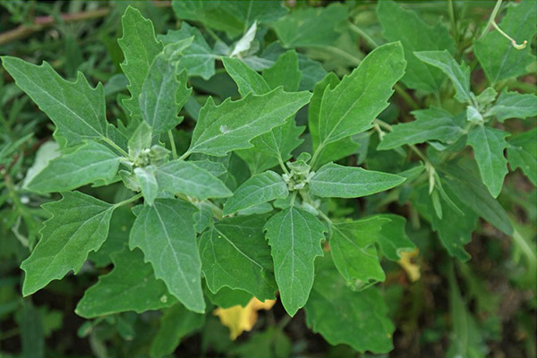 Contra-indicaties voor het gebruik van quinoa