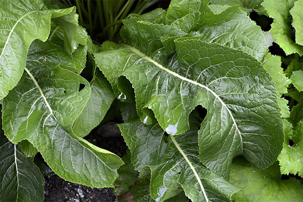 Contraindications to the use of horseradish leaves