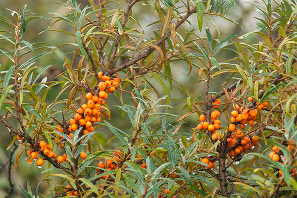 Kontraindikasi terhadap penggunaan daun buckthorn laut