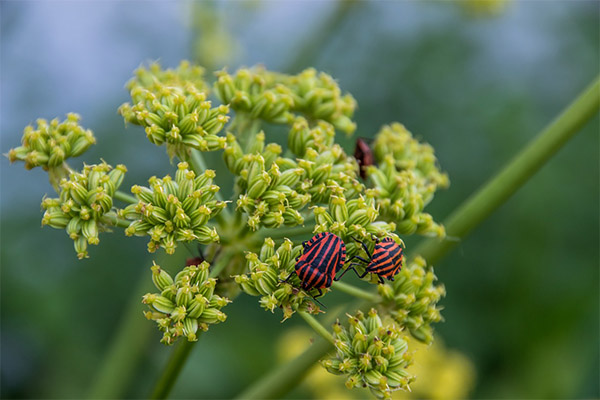 Contraindications to the use of a lovage