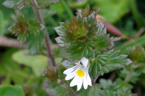 Eyebright kullanımına kontrendikasyonlar