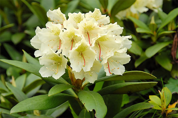 Kontraindikasjoner for bruk av rhododendron