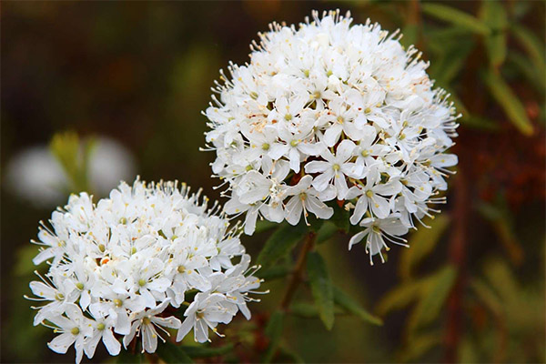 ข้อห้ามในการใช้ Ledum