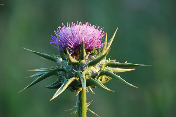 Thistle นม