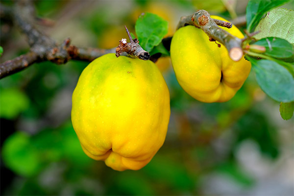 Traditional medicine recipes with quince