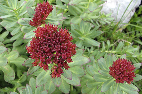 Rhodiola rosea i folkemedisin