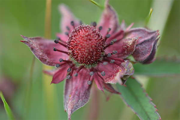 Cinquefoil voor lever