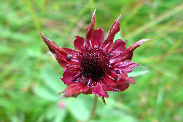 Potentilla