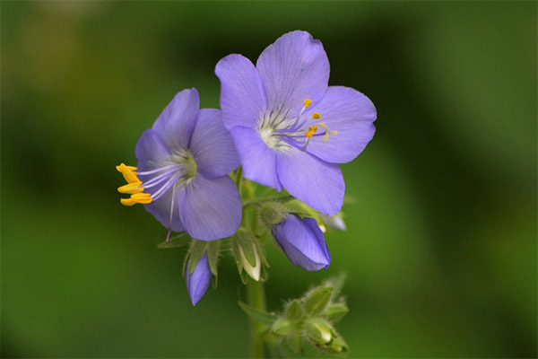 Sianosis biru dalam perubatan rakyat