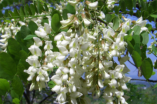 Sophora japanilainen kansanlääketieteessä