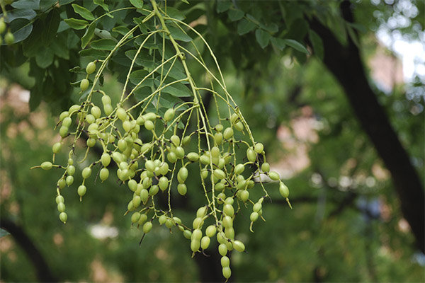 Sophora Jepun