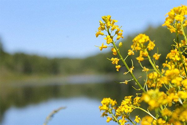 Colza in traditional medicine