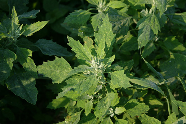 Kruiden quinoa in de volksgeneeskunde