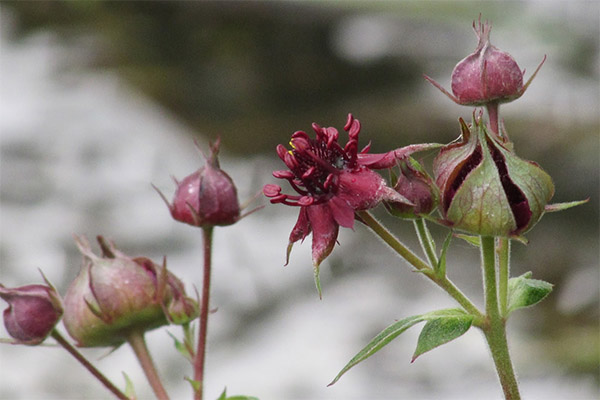 Cinquefoil i medisin