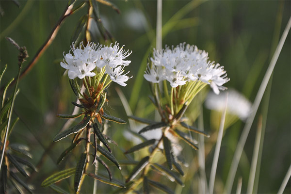 Types of medicinal compounds with ledum