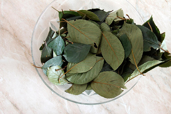 Types of healing compounds with cherry leaves