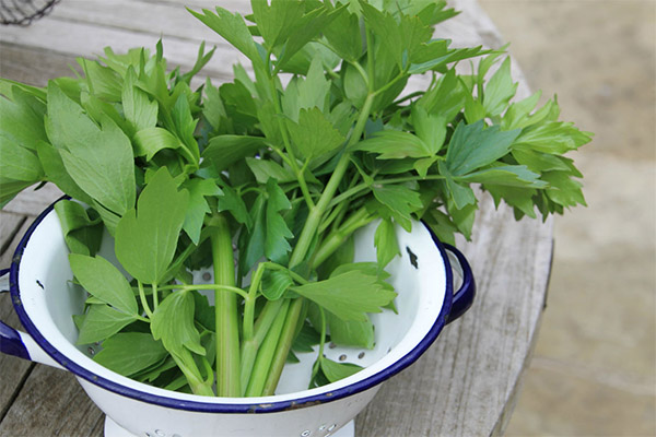 Τύποι φαρμακευτικών ενώσεων με lovage