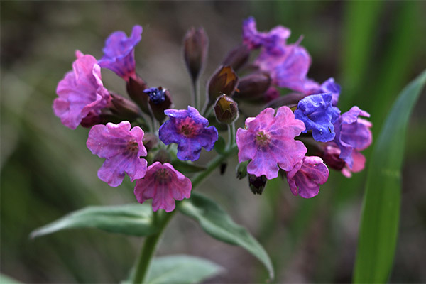 Tipos de compostos medicinais com Lungwort