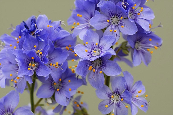 Jenis sebatian penyembuhan dengan sianosis biru