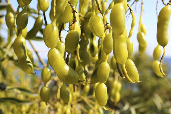 Jenis sebatian perubatan dengan Sophora Jepun