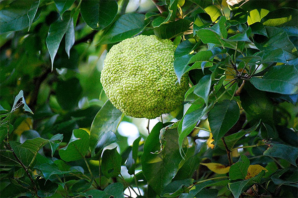 La pomme d'Adam en médecine populaire