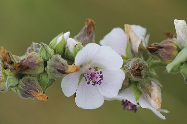 Marshmallow in folk medicine