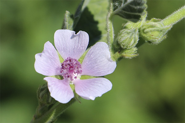 Althaea