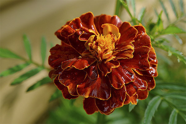 Marigolds στη λαϊκή ιατρική