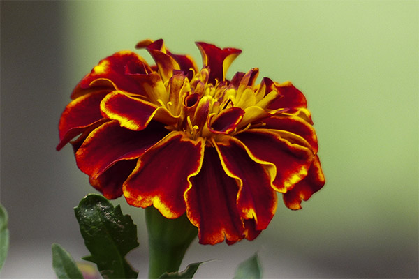 Marigold