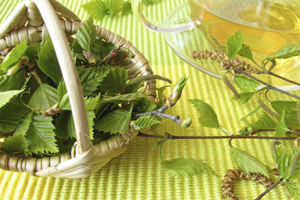 Birch leaves in folk medicine