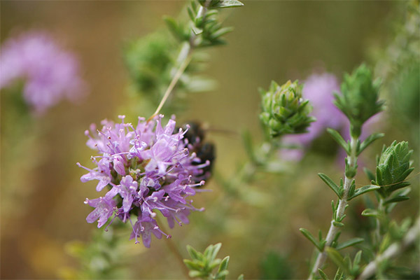 Thyme dalam perubatan rakyat