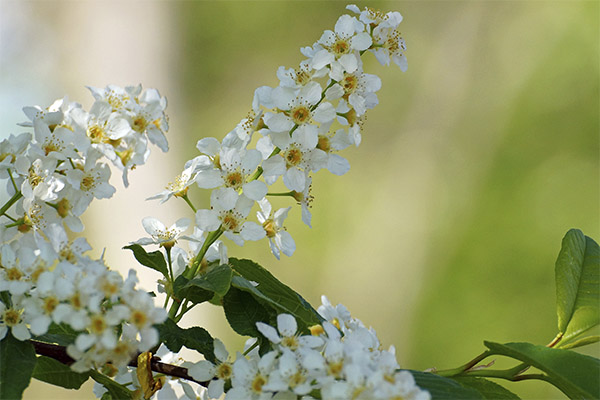 Bird cherry in traditional medicine