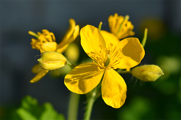 Karpos celandine