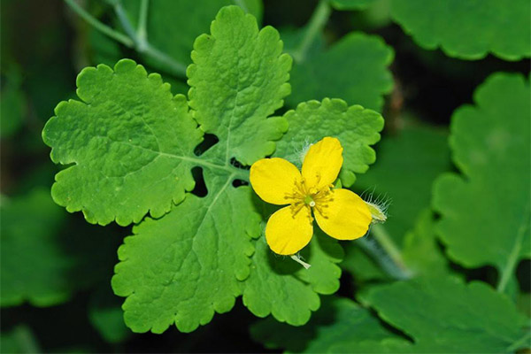 Celandine in folk medicine