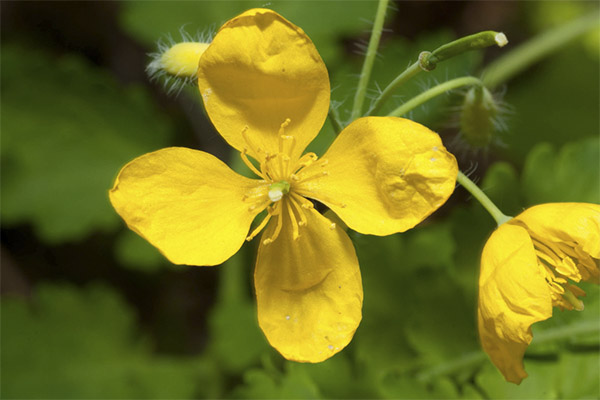 Celandine