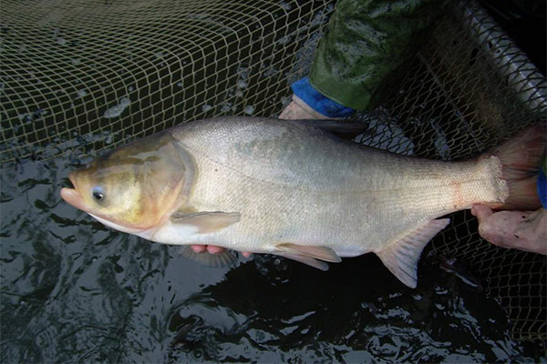 Vad kan förberedas av silverkarp