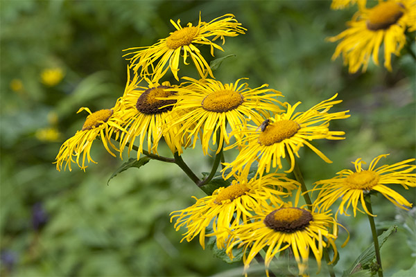 Elecampane i folkemedisin