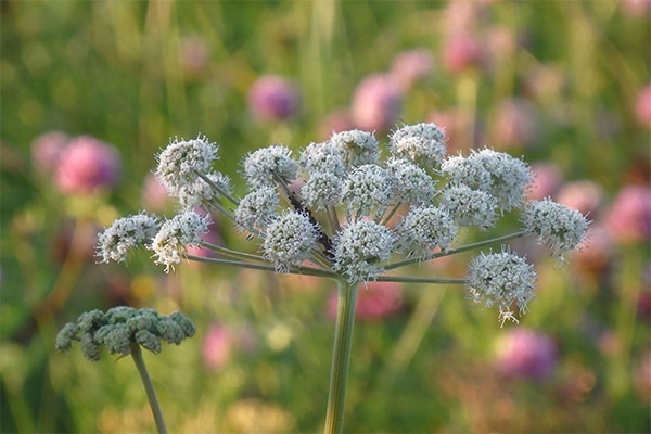 Angelica in der Volksmedizin